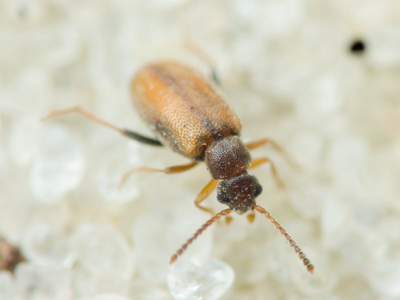 Cobososia pruinosa (Kiesenwetter, 1861)